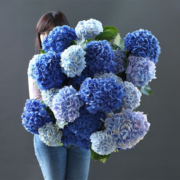 Синие и Голубые гортензии 25 шт. ― Amourflowers