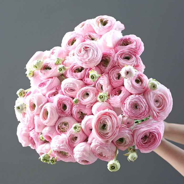 Нежно-розовые ранункулюсы 51 шт. ― Amourflowers